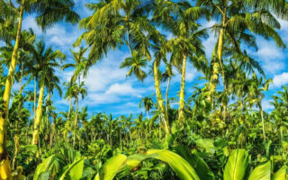 Den forunderlige verden af bananpalmen: Fakta og fascinerende egenskaber