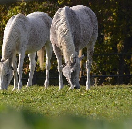 Sådan får du mest ud af dine vida stallströ spåner