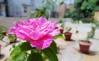 Grønne taghaver og klimavenlige løsninger i fynske hjem