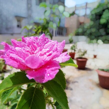 Grønne taghaver og klimavenlige løsninger i fynske hjem