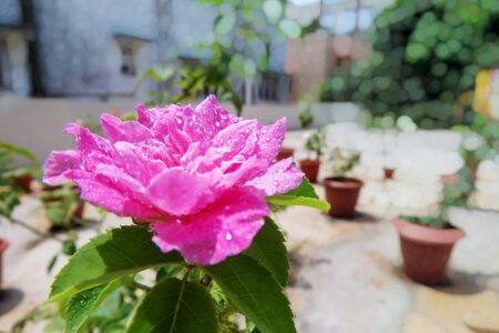 Grønne taghaver og klimavenlige løsninger i fynske hjem