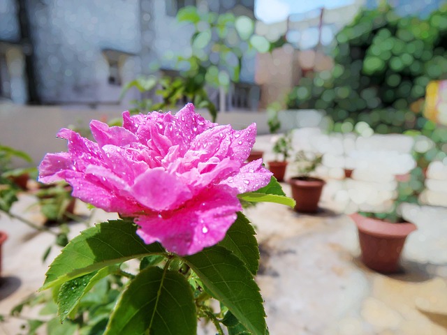 Grønne taghaver og klimavenlige løsninger i fynske hjem
