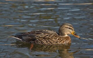 Krydsord for begyndere: Tips og tricks til at komme i gang