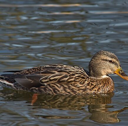 Krydsord for begyndere: Tips og tricks til at komme i gang