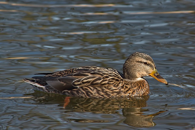 Krydsord for begyndere: Tips og tricks til at komme i gang