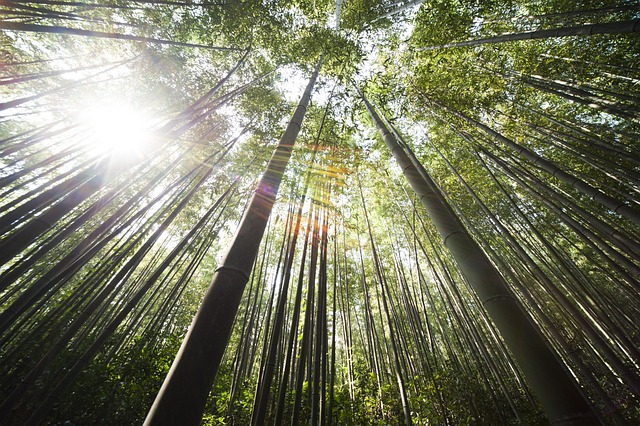 Bambussengetøj: Et bæredygtigt valg til miljøbevidste forældre