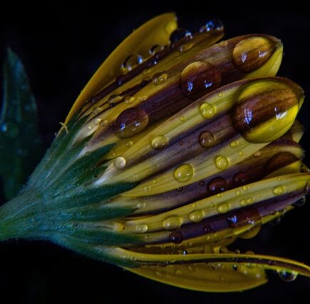 Gør din altan til et blomstrende paradis med de bedste altanpotter